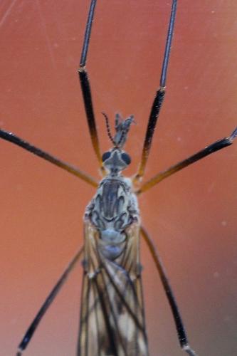 Tipula sp.
