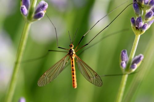 Nephrotoma flavescens