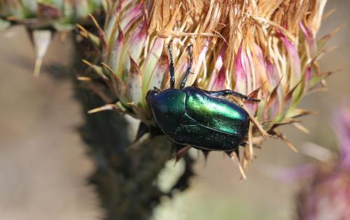Eupotosia affinis tyrrenica