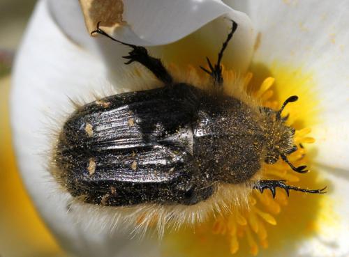 Tropinota sp.