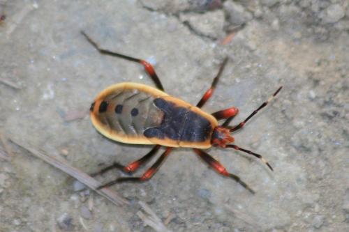 Probergrothius nigricornis