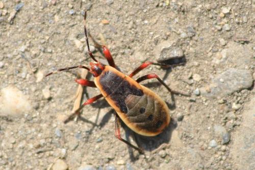 Probergrothius nigricornis