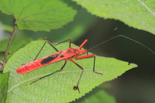 Réf. 134 015 : Macroceroea grandis