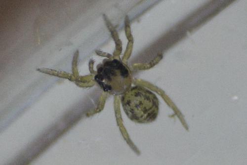 Euophrys sp.