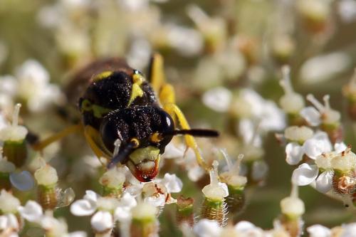 Tenthredo sp.