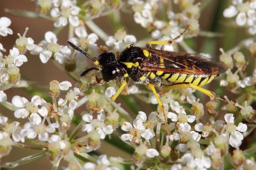 Tenthredo sp.