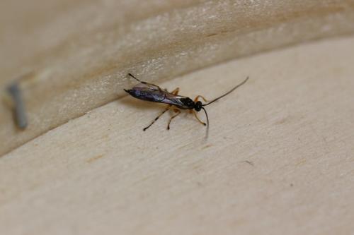 Acrodactyla sp.