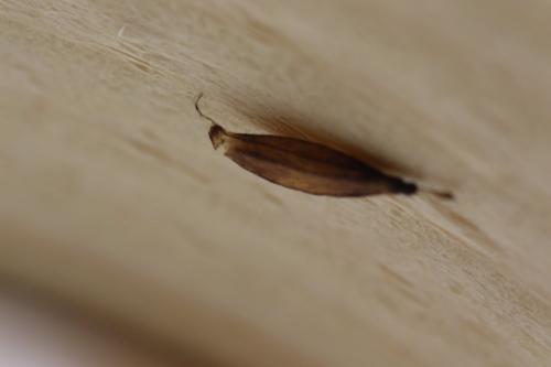 Réf. 134 029 : Acrodactyla sp.