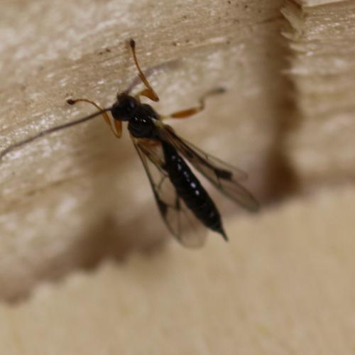 Acrodactyla sp.