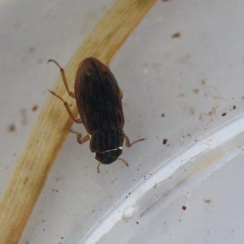 Helophorus alternans