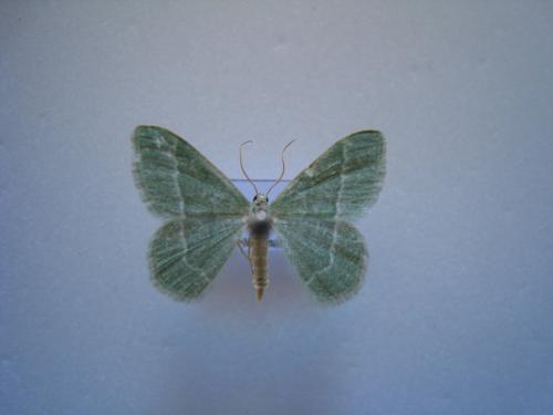 Réf. 134 766 : Phaiogramma etruscaria