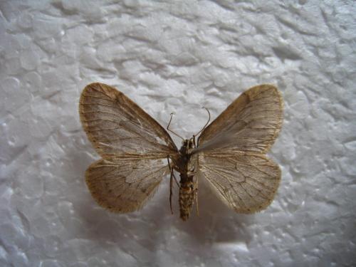 Operophtera brumata