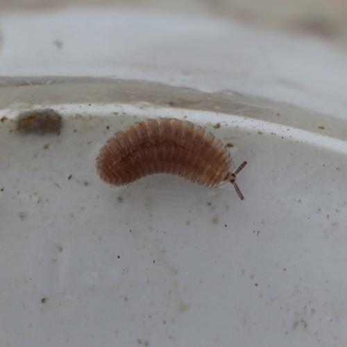 Hirudisoma latum