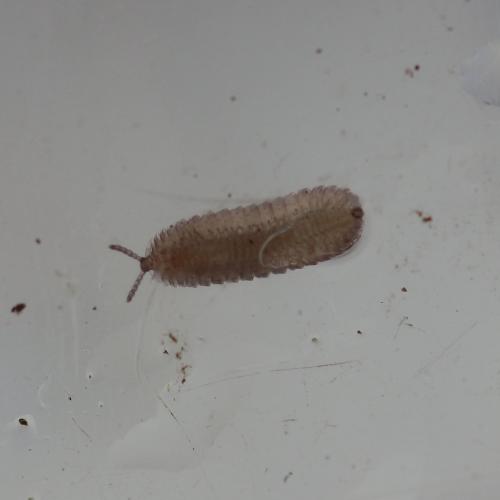 Hirudisoma latum