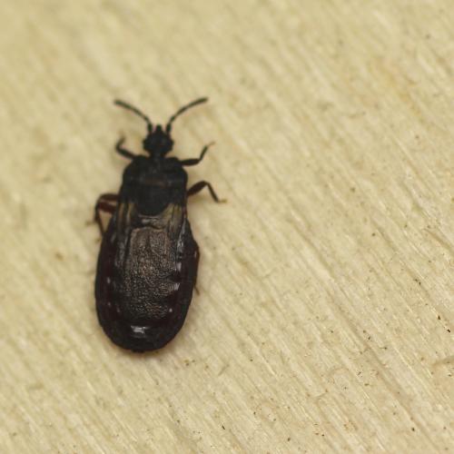 Aneurus laevis