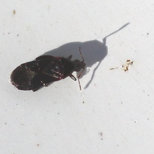 Réf. 134 616 : Dufouriellus ater