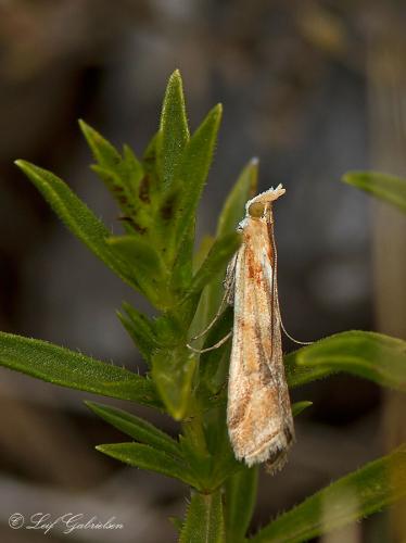 Réf. 134 166 : Ancylosis cinnamomella