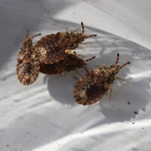 Réf. 134 829 : Aradus sp.