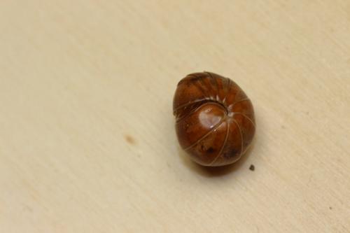 Protoglomeris vasconica