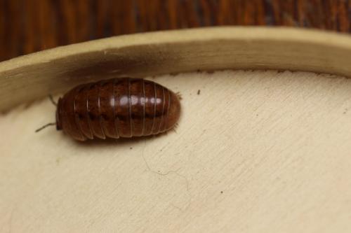 Protoglomeris vasconica