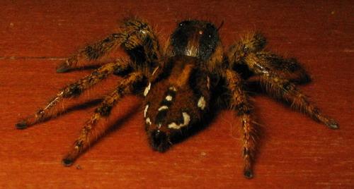 Hyllus africanus