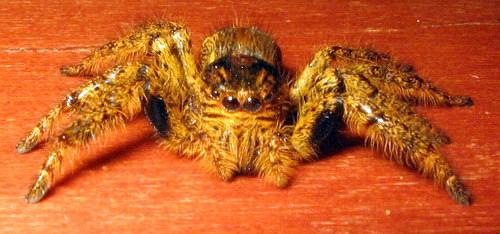 Hyllus africanus
