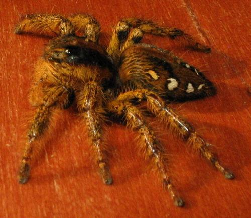 Hyllus africanus