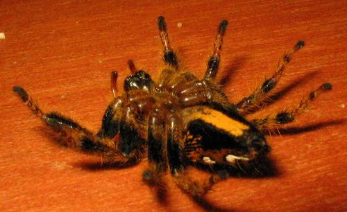 Hyllus africanus