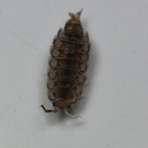 Oritoniscus pyrenaeus