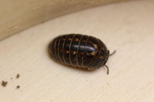 Glomeris intermedia