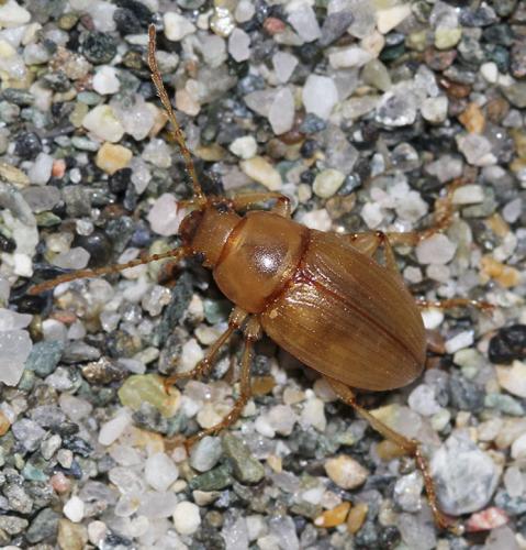 Xanthomus pellucidus