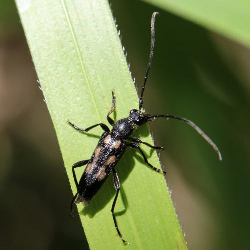 Réf. 134 843 : Anoplodera sexguttata