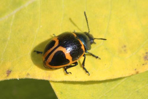 Réf. 134 211 : Labidomera clivicollis