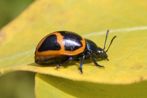 Réf. 134 214 : Labidomera clivicollis