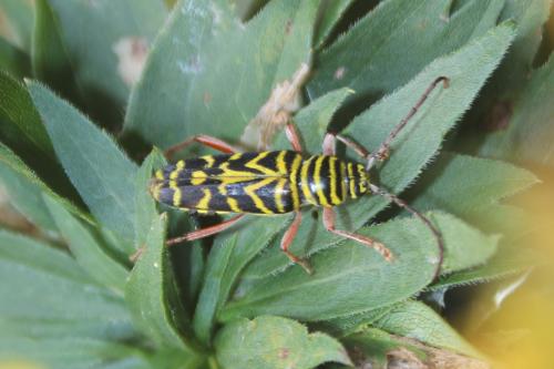 Megacyllene robiniae