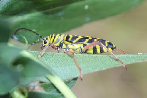 Megacyllene robiniae