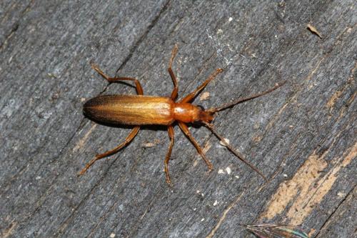 Nacerdes gracilis bellieri