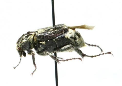 Valgus hemipterus