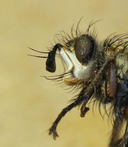 Réf. 134 839 : Linnaemya vulpina