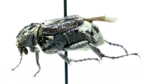 Réf. 134 150 : Valgus hemipterus