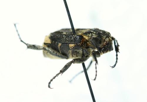 Réf. 134 405 : Valgus hemipterus