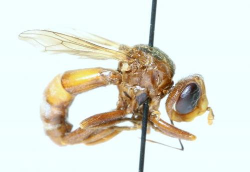 Réf. 134 408 : Sicus sp.
