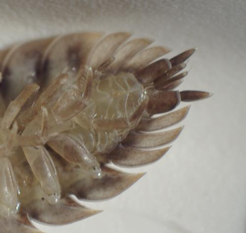 Oniscus asellus
