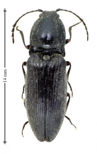 Réf. 134 115 : Hemicrepidius hirtus