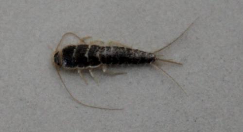 Ctenolepisma lineata