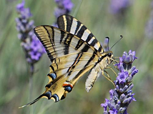 Iphiclides podalirius feisthamelii