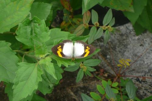 Ixias pyrene