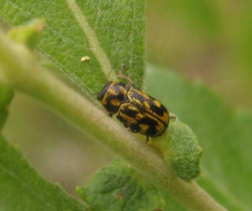 Pachybrachis sp.