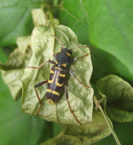 Xylotrechus arvicola