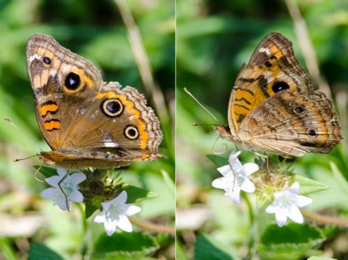 Réf. 134 782 : Junonia evarete